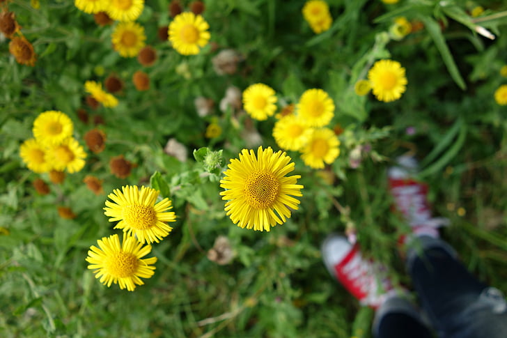 Aster, cvet, nebinovk, rumeni cvet, alpskega cvetja, polje, rumena
