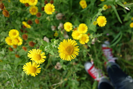 Aster, květ, hvězdnicovité, žlutý květ, Wild flower, pole, žlutá