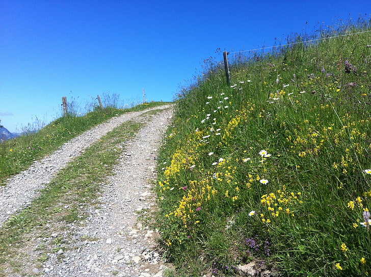 caminho de montanha, Verão, sol, pista de caminhada, montanhas, Prado, flores