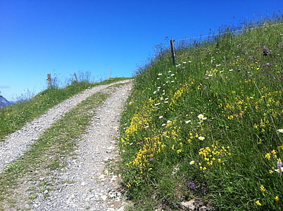 mountain path, summer, sun, hiking trail, mountains, meadow, flowers