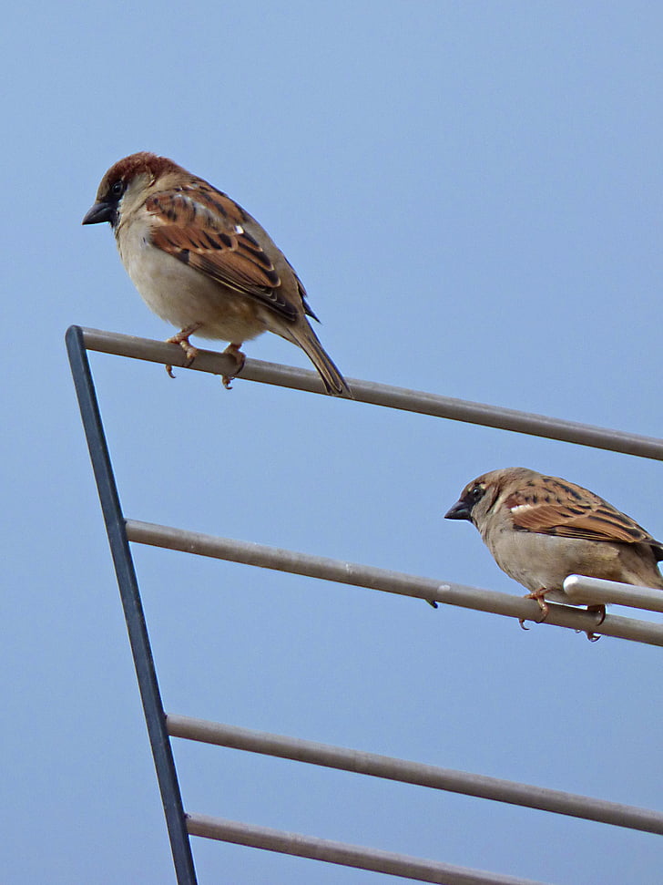 sparrows, antenna, bird, fly, roof, sparrow