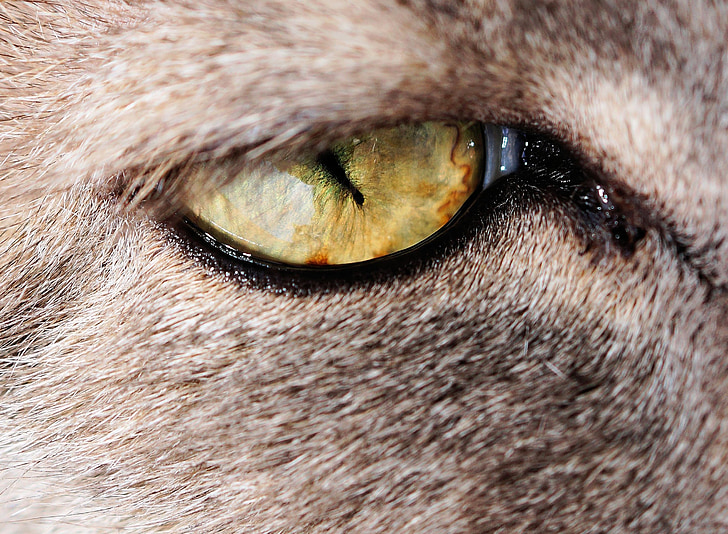 Cat's eye, kat, Pet, træt, makro, huskat, kæledyr