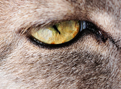 Cat's eye, kass, PET, väsinud, Makro, Kodukass, Lemmikloomad