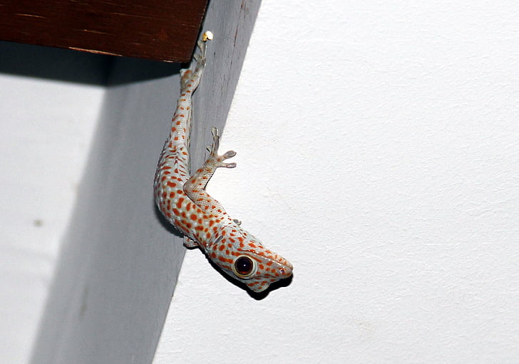 Gecko, Asia, reptil, tokhe