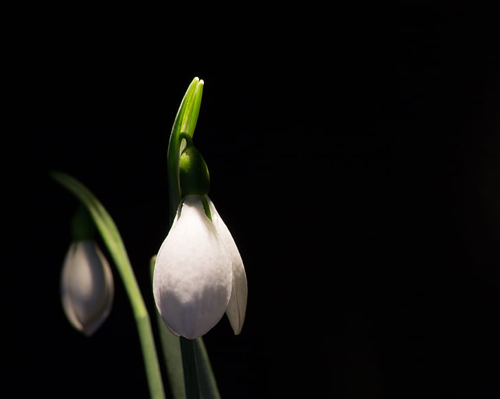 Snowdrop, macro, flors blanques, primavera, natura, flor, planta
