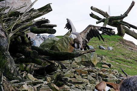 vulture, griffon vulture, scavengers, bird, plumage, standing, enclosure