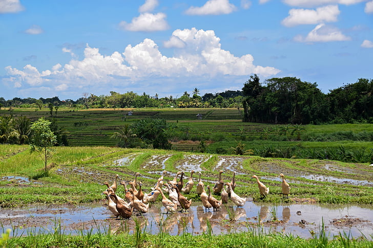 Bali, Indonēzija, ceļojumi, rīsa lauki, ainava, lauksaimniecība, rīsi