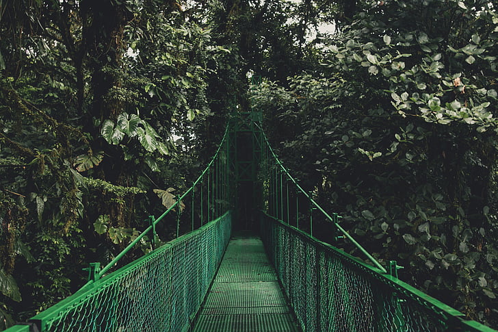 zelena, stabla, biljke, priroda, vanjski, putovanja, viseći most