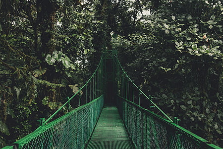 green, trees, plants, nature, outdoor, travel, hanging bridge
