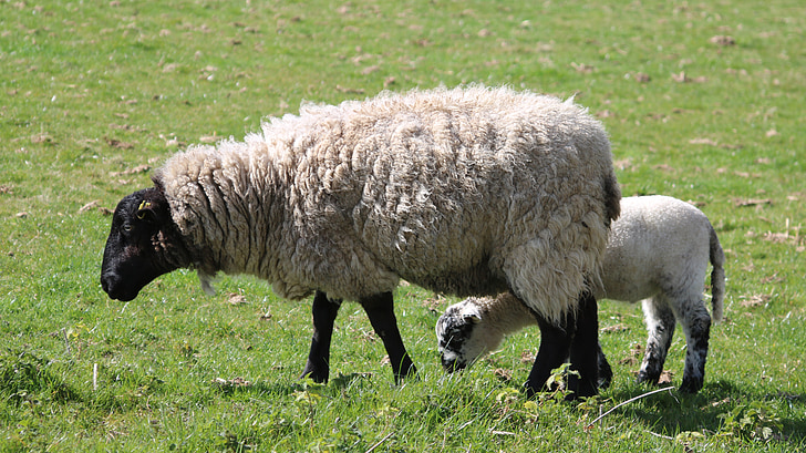 ovce, janje, polje, farma, Poljoprivreda, vuna, stoke