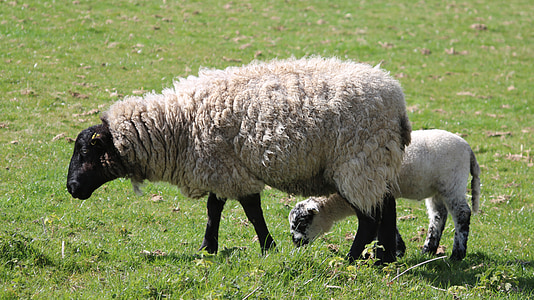 fåren, lamm, fältet, gård, jordbruk, ull, boskap