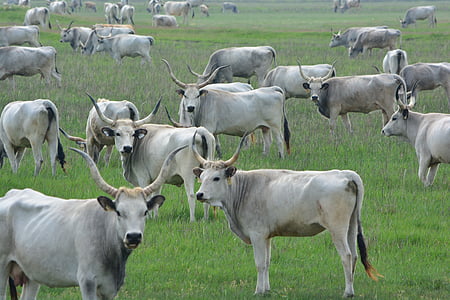 ハンガリーの灰色の牛, ロバート ・ gulya, キプチャク草原