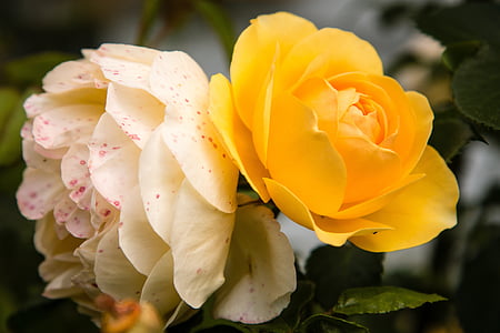 Rosa, flor, flora, groc