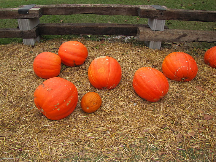 zucche, caduta, ottobre, giardino, mercato, Halloween, arancio