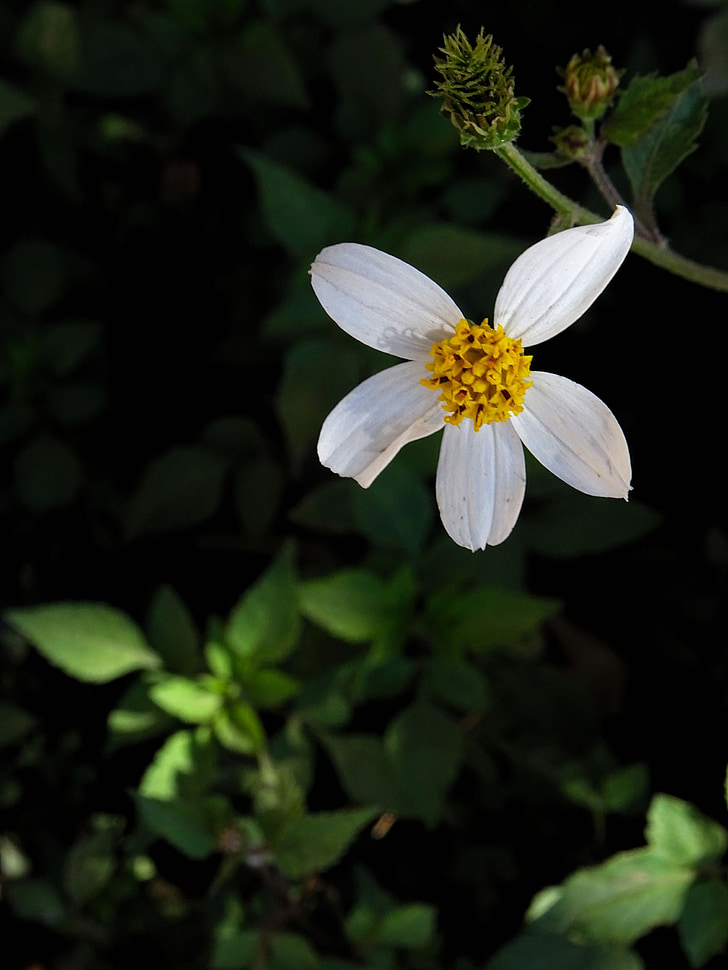 alba de pinces roges, blanc, flor, flor blanca, natura, planta, bella flor