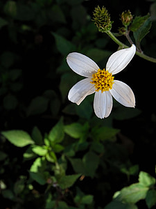 bidens alba, white, flower, white flower, nature, plant, beautiful flower