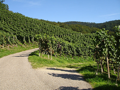 wine, winegrowing, grapes, fruit, wine road, grape