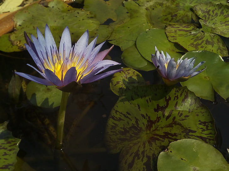 Lotus, el Lotus leaf, natura, Conca de Lotus, plantes d'aigua, Bua prohibició, flors