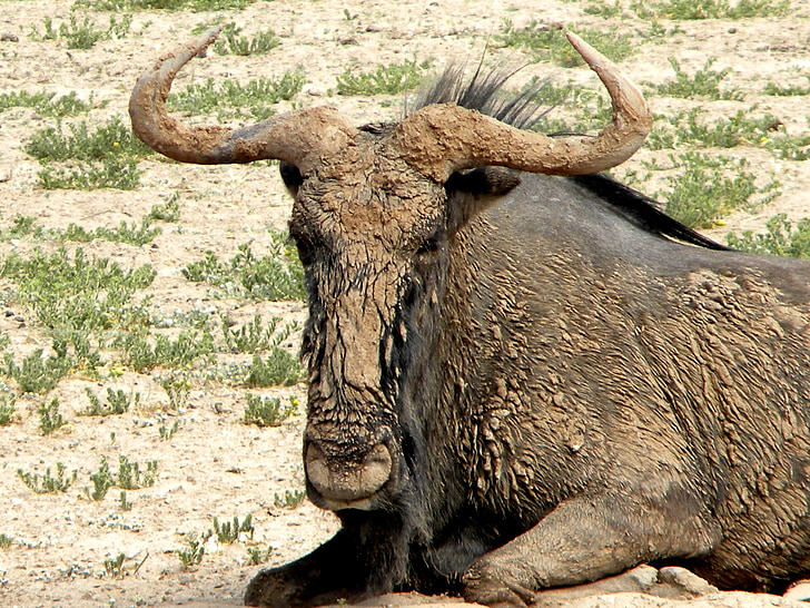 GNU, ssak, dzikich zwierząt, Afryka, Park, Safari, Natura
