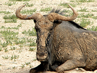 GNU, pattedyr, dyreliv, Afrika, Park, Safari, natur