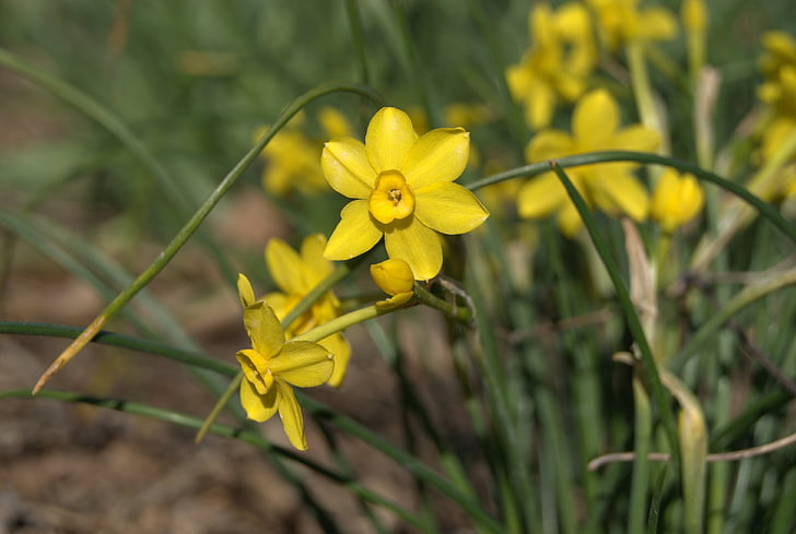 våren, blommor, Daffodil