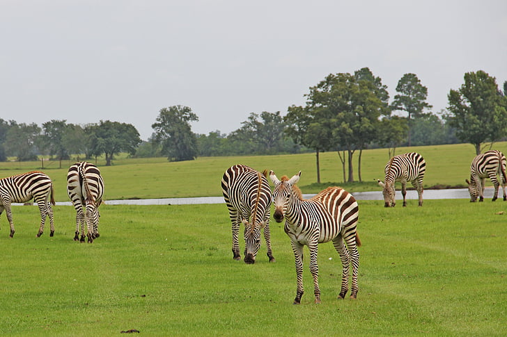 zebras, striped, stripes, black, white, graze, grazing