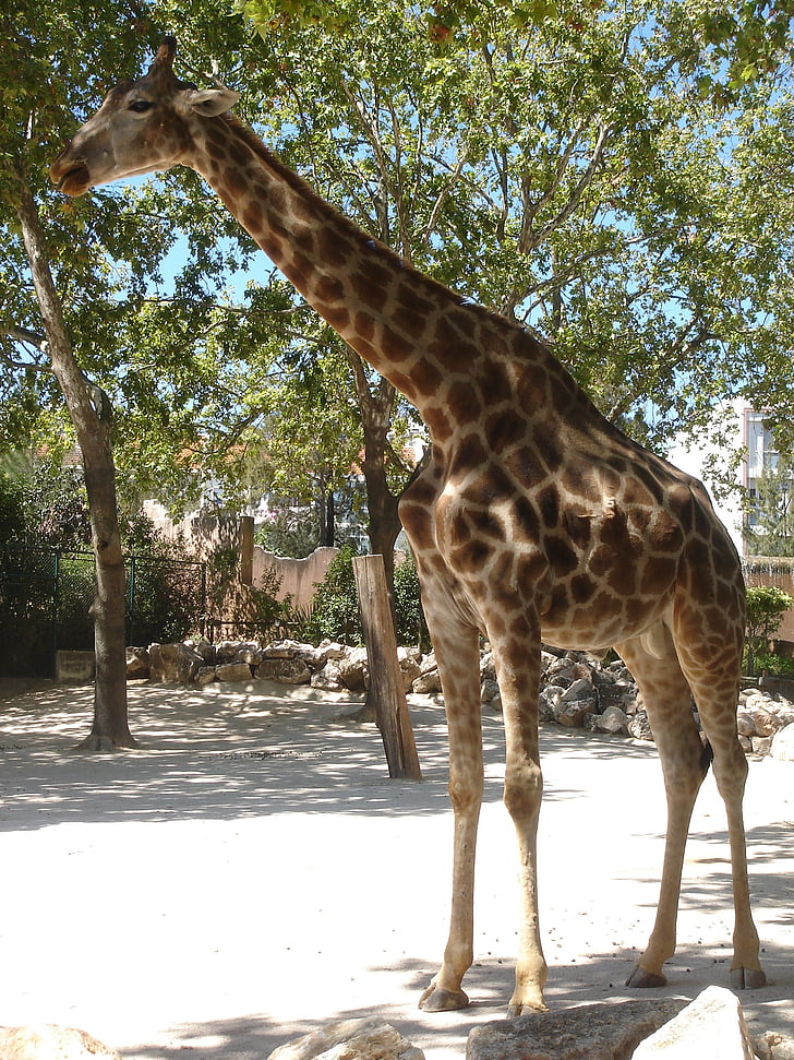 giraf, dyr, natur
