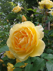 Rose, rumena, dišave, dišeče, cvet, blizu, Flora