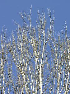 arbre, peuplier, branches, Sky, Arboleda, automne, peupliers