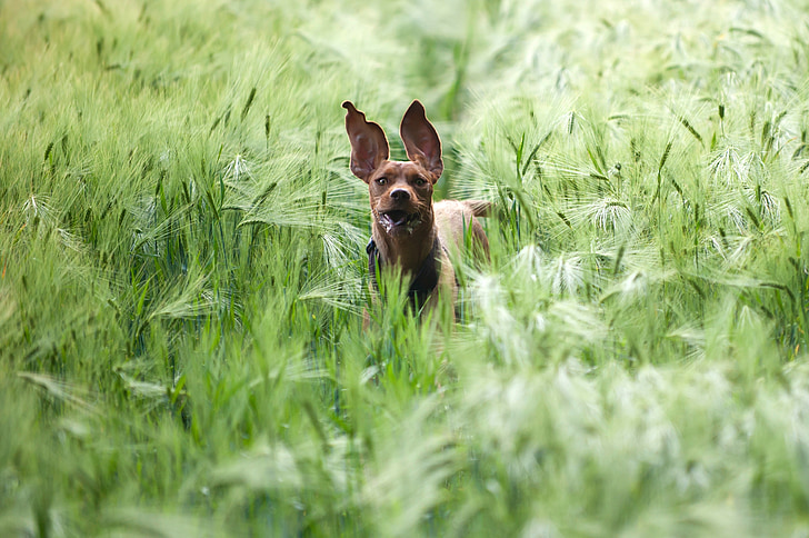 dog in the barley field, magyar vizla, running dog, dog in the field