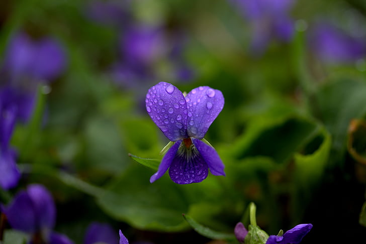 micsunele, Violet, kwiat, wiosna, Natura, fioletowy, wzrost