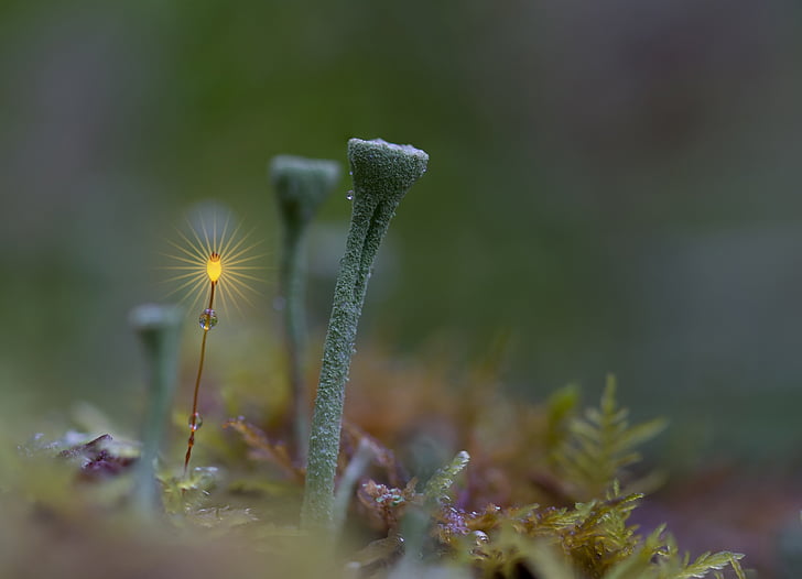 trumpet lichen, forest, moss, moss flower, image editing, light, lamp