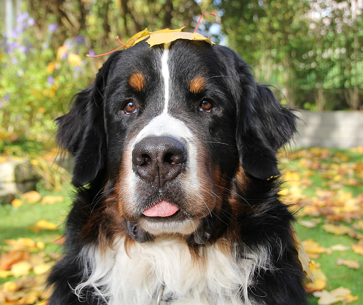Bernese mountain dog, toamna, fotografii animale
