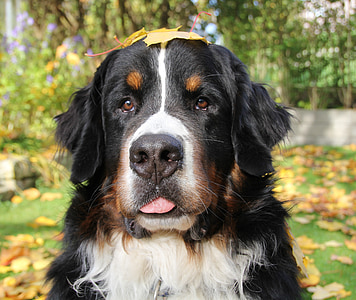 Bernese mountain dog, Outono, fotos de animais
