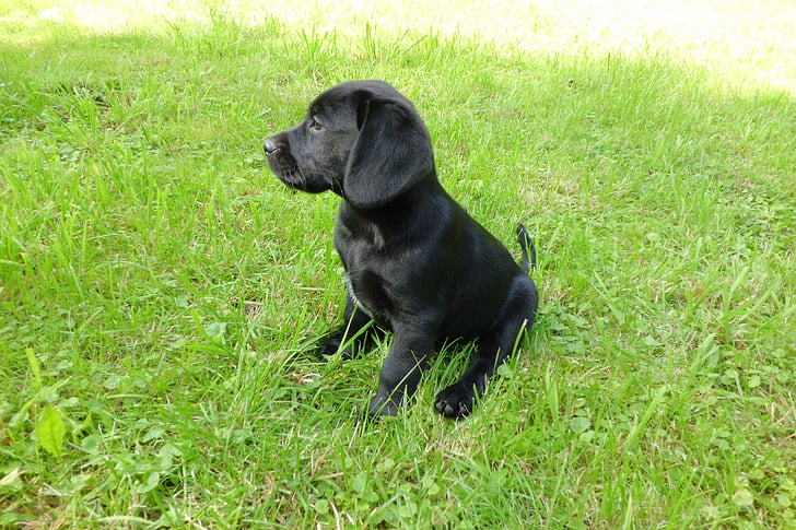 子犬, ラブラドール, 犬, かわいい, ブラック, 草原, 美しい