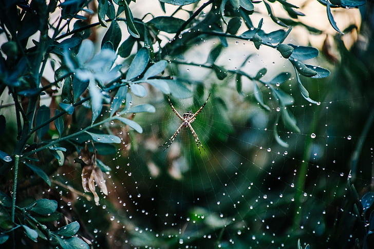 Aranha, Web, aracnídeo, aracnofobia, inseto, natureza, Bug