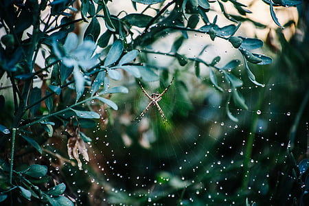 araignée, Web, arachnide, arachnophobie, insecte, nature, bug