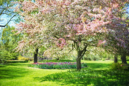 primavera, fiori rosa, albero di rosa, natura, fiori, fioritura, fiori