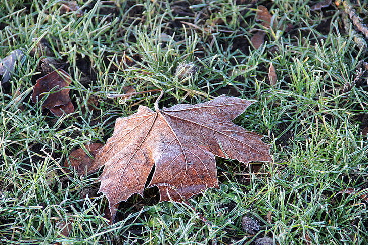 ripe, winter, frozen, nature, autumn leaf