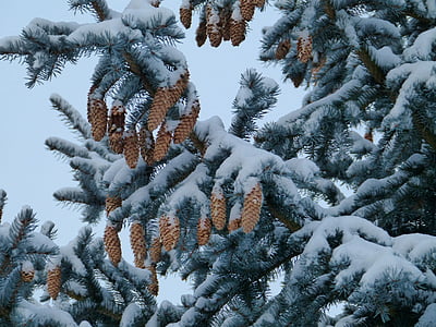 겨울, 눈, 나무, 숲, 탭, 소나무 콘, 전나무