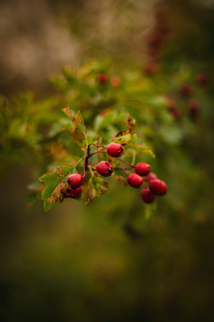 red, fruit, green, leaf, plant, outdoor, nature