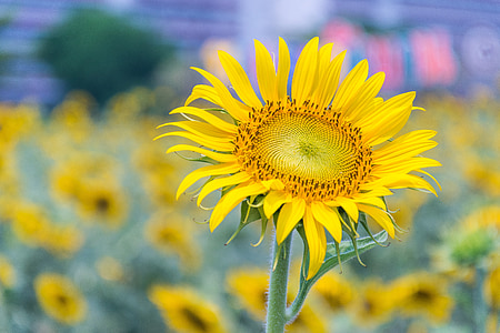 Соняшник, жовті квіти, Природа