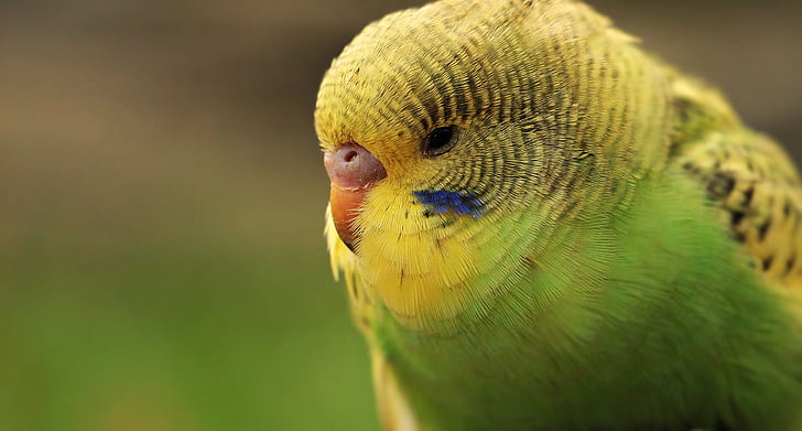 budgie, นก, สีเขียว, สีเหลือง, budgie สีเขียว และสีเหลือง, นกเขียว-เหลือง, นกแก้ว