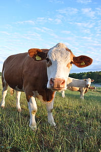 Ko, крупный рогатый скот, коричневый, крупным планом, Himmel, трава, Корова