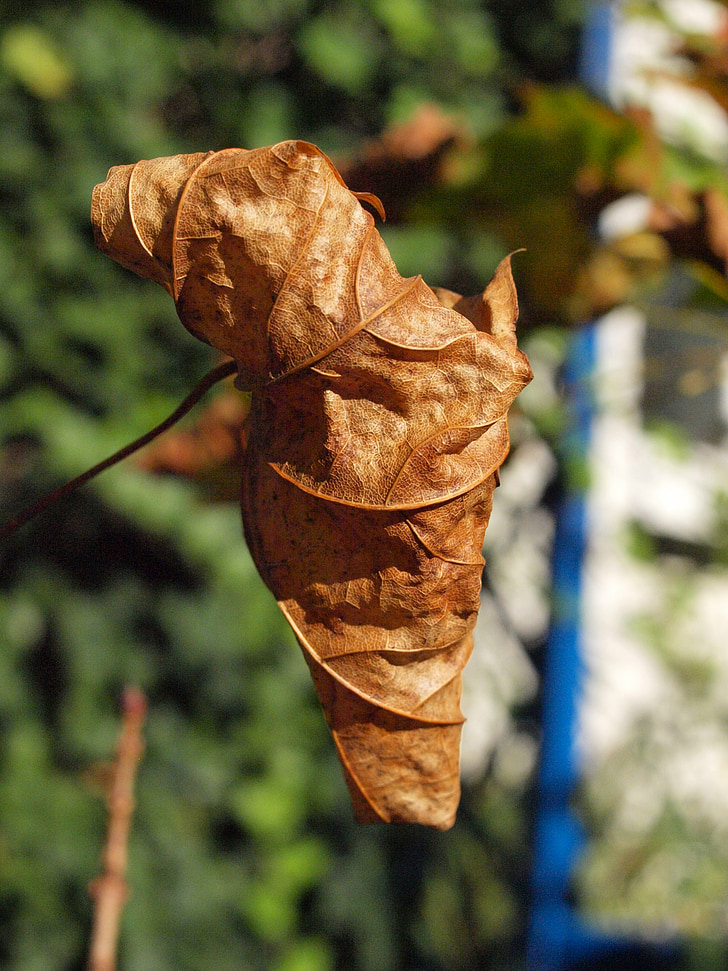 høst, blad, brun, fallet løvverk, blader, Maple leaf