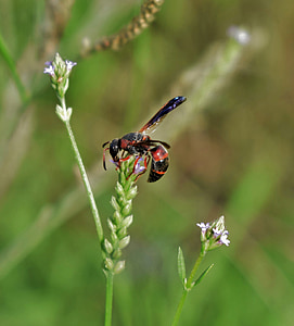 wasp, mason wasp, red and black mason wasp, insect, flying insect, winged insect, pollenate