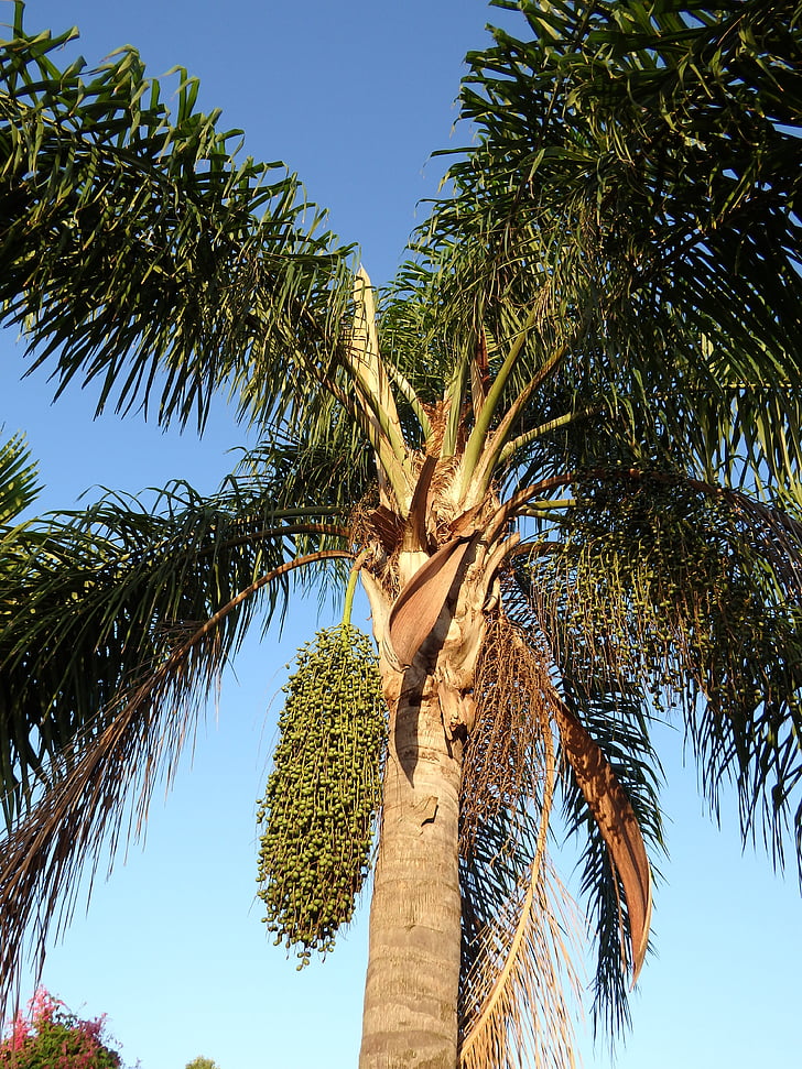 Palm, seemned, seemne, loodus, puu, Tropical, roheline