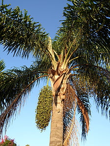 Palma, llavors, llavor, natura, arbre, tropical, verd