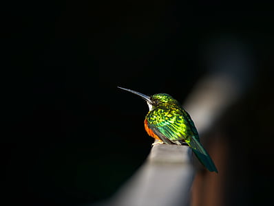 Beija-flor, pássaro, fauna, pena verde