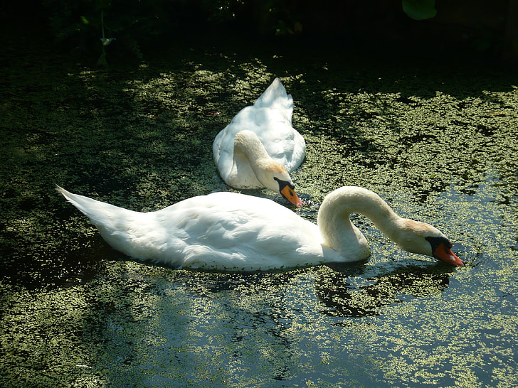 swans, tranquility, pond